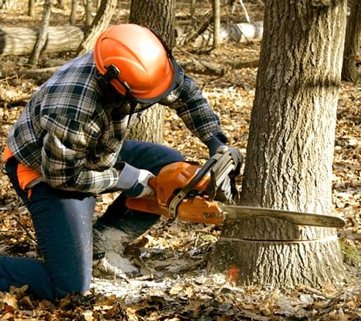 Tree Removal in Haigler, NE